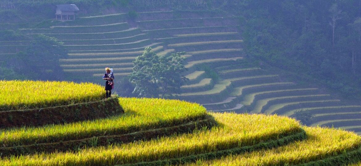 rice-terraces-9963160_1280