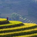 rice-terraces-9963160_1280