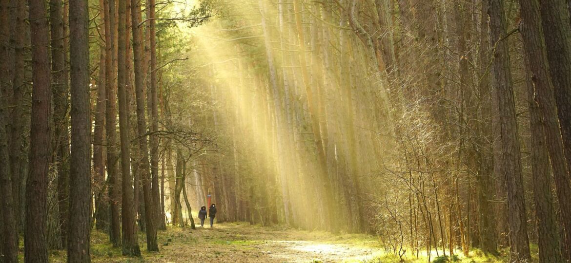 nowaja-forest-7179046