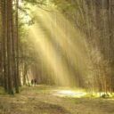 nowaja-forest-7179046