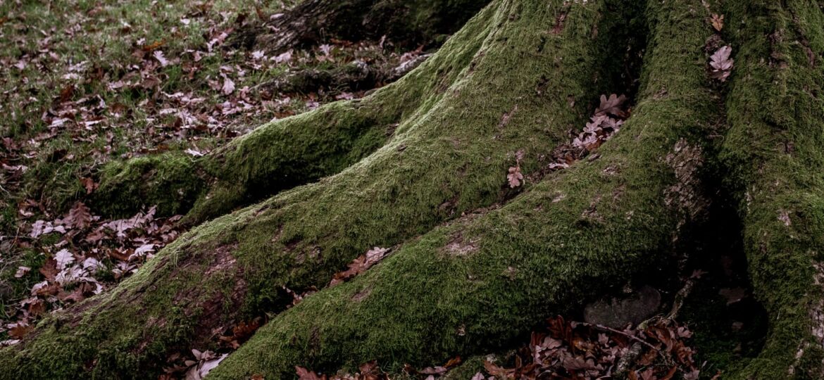 High angle shot of big roots of a tree covered with green moss