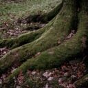 A high angle shot of big roots of a tree covered with green moss